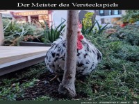 Meister des Versteckspiels