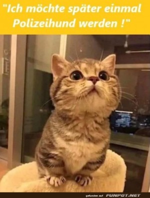 Niedliche-Katze-mit-groen-Ambitionen.jpg auf www.funpot.net