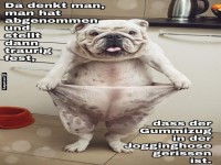 Lustiger Hund in gro�er Jogginghose