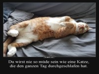 Entspannte schlafende Katze