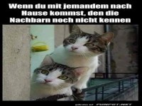 Katzen schauen neugierig um die Ecke