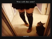 Katze erstaunt �ber Modewahl!