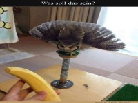Eule trifft Banane: Größter Schockmoment ever!