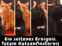 Wenn Katzen sich wie Sonnenfinsternisse benehmen