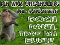 Schüchterner Affe auf Abwegen