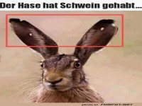 Der Hase hat Gl�ck gehabt
