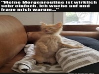 Warum bin ich aufgestanden?