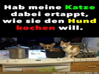 B�se Katze