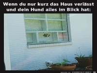 Hund hat alles im Blick