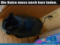 Die Katze l�dt