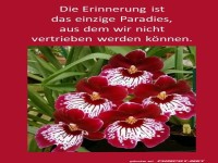 Die Erinnerung 2