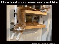 Kreative Katzent�r-L�sung