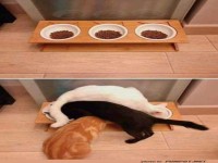 Drei Futtern�pfe, drei hungrige Katzen