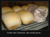 Katze zwischen Brotlaiben auf einem Gitter