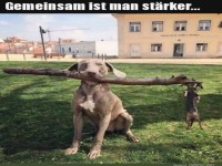 Teamwork der Vierbeiner!