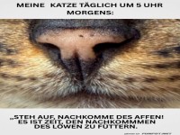 Morgendliches L�wenritual meiner Katze