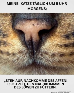 Morgendliches-L�wenritual-meiner-Katze.jpg auf www.funpot.net