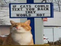 Katzen und ihre SMS-Philosophie