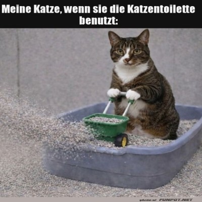 Meister-des-Katzenstreu-Weitwurfs!.jpg von Sophie48