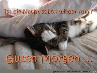Guten Morgen Katze