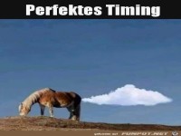 Im richtigen Moment auf den Auslöser gedrückt