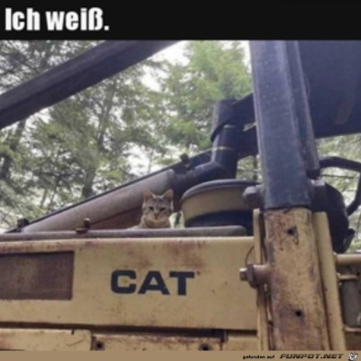 Katze.jpg von Hira