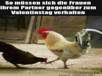 Huhn mit humorvollem Valentinstagsrat