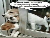 Lustige Hunde hinter der T�r gefangen