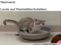 Kreativer Katzenhumor