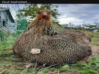 Henne sch�tzt K�ken mit F�rsorge