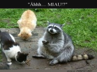 Waschbr mit Katzen beim Fressen