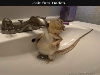 Bademantel vergessen, Echse in Aktion!