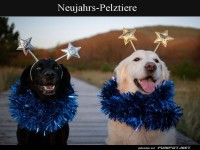 Fellnasen im Silvester-Glitzerfieber