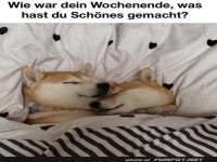 Fauler Sonntag: Kissen, Kuscheln, Knuddeln