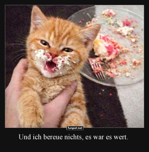 Katzenkuchen-Katastrophe.jpg auf www.funpot.net