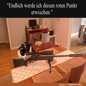 Katze-auf-der-Pirsch.jpg von Roger05