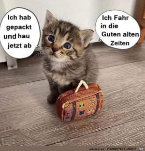 Kleines-Ktzchen-haut-ab.jpg auf www.funpot.net