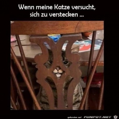 Katze-versteckt-sich.jpg von Emilia