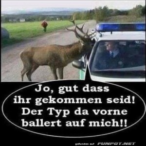 fun-Bild: Hirsch sucht Hilfe bei der Polizei