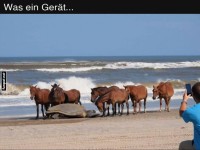 Pferde und Schildkr�te am Strand