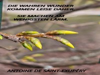die wahren wunder