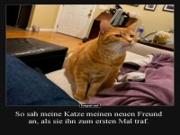 Katze trifft neuen Freund