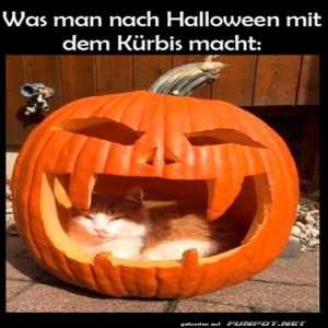 fun-Bild: Die Kürbis-Katzen-Oase
