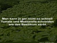 Basilikum: Schnellster K�chen-Sprinter!