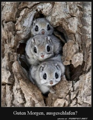 Guten-Morgen.jpg auf www.funpot.net