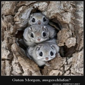 herz-Bild: Guten Morgen