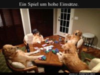 Pokerface auf vier Pfoten