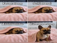 Hund im Drehbuch: Die gef�hrliche K�severpackung