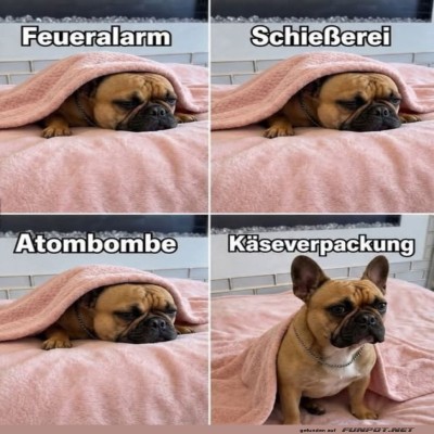 Hund-im-Drehbuch:-Die-gef&auml;hrliche-K&auml;severpackung.jpg von Valentina