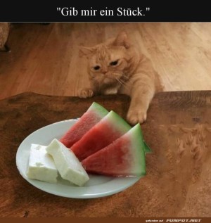 Katzensnack-Ambitionen:-Frucht-voraus!.jpg auf www.funpot.net